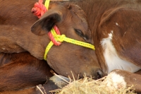 Viernes 4 de septiembre del 2015. Tuxtla Gutiérrez. L amuestra gastronómica de productos chiapanecos durante el desarrollo del IV Congreso Internacional de la Leche Chiapas 2015, que se realizan en la Universidad de Ciencias y Artes de este estado del sur