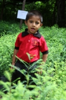Martes 8 de julio del 2014. Villaflores. Día del árbol mexicano. Los niños del ejido El Portillo celebran este día el día del árbol en un recorrido por el vivero donde se reproduce y reforesta el rio Guaymas con árboles de Sabino o Ahuehuete, también cono