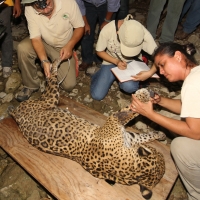 Lunes 31 de marzo del 2014. Chiapa de Corzo. Esta noche continúan las labores de rescate de varias especies de animales de las instalaciones de lo que fuera el Parque EcoturÃstico Amikuu dentro del Cañón del Sumidero donde los especialistas del Zoológico Lunes 31 de marzo del 2014. Chiapa de Corzo. Esta noche continúan las labores de rescate de varias especies de animales de las instalaciones de lo que fuera el Parque EcoturÃstico Amikuu dentro del Cañón del Sumidero donde los especialistas del Zoológico
