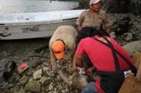 Lunes 31 de marzo del 2014. Chiapa de Corzo. Esta noche continúan las labores de rescate de varias especies de animales de las instalaciones de lo que fuera el Parque Ecoturístico Amikuu dentro del Cañón del Sumidero donde los especialistas del Zoológico 