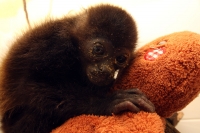 Bebé de Mono Araña es criado en el ZOOMAT.