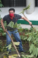 Martes 22 de junio del 2020. Tuxtla Gutiérrez. Podando los árboles en la cercanía de las oficinas de la Secretaria de Agricultura y Desarrollo Rural