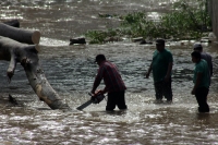 Martes 27 de septiembre del 2016. Tuxtla Gutiérrez. Trabajadores del Ayuntamiento de Tuxtla cortan el árbol que fuera arrastrado por el cauce del rio Sabinal esta madrugada