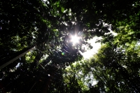 Jueves 10 de julio del 2014. Tuxtla Gutiérrez. El Jardín Botánico Dr. Faustino Miranda es uno de los pulmones de la capital del estado de Chiapas y se ubica en el primer cuadro de esta ciudad, cuenta con más de 600 especies en exhibición en un área de más