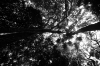 Jueves 10 de julio del 2014. Tuxtla Gutiérrez. El Jardín Botánico Dr. Faustino Miranda es uno de los pulmones de la capital del estado de Chiapas y se ubica en el primer cuadro de esta ciudad, cuenta con más de 600 especies en exhibición en un área de más