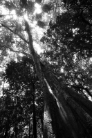 Jueves 10 de julio del 2014. Tuxtla Gutiérrez. El Jardín Botánico Dr. Faustino Miranda es uno de los pulmones de la capital del estado de Chiapas y se ubica en el primer cuadro de esta ciudad, cuenta con más de 600 especies en exhibición en un área de más