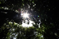 Jueves 10 de julio del 2014. Tuxtla Gutiérrez. El Jardín Botánico Dr. Faustino Miranda es uno de los pulmones de la capital del estado de Chiapas y se ubica en el primer cuadro de esta ciudad, cuenta con más de 600 especies en exhibición en un área de más