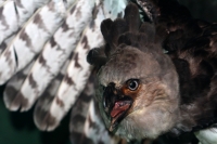 Lunes 7 de octubre del 2013. Tuxtla Gutiérrez. Imagen del Águila Arpía que se encuentra disecada y en exhibición en el Zoomat. Águila que se encuentra prácticamente extinta en Chiapas debido a la pérdida de su hábitat natural Lunes 7 de octubre del 2013. Tuxtla Gutiérrez. Imagen del Águila Arpía que se encuentra disecada y en exhibición en el Zoomat. Águila que se encuentra prácticamente extinta en Chiapas debido a la pérdida de su hábitat natural