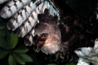 Lunes 7 de octubre del 2013. Tuxtla Gutiérrez. Imagen del Águila Arpía que se encuentra disecada y en exhibición en el Zoomat. Águila que se encuentra prácticamente extinta en Chiapas debido a la pérdida de su hábitat natural