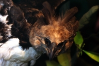 Lunes 7 de octubre del 2013. Tuxtla Gutiérrez. Imagen del Águila Arpía que se encuentra disecada y en exhibición en el Zoomat. Águila que se encuentra prácticamente extinta en Chiapas debido a la pérdida de su hábitat natural