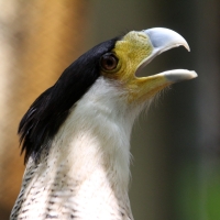 Agosto del 2014. Tuxtla Gutiérrez. Algunas de las aves en rehabilitación en el Zoomat.