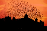 Miércoles 4 de enero del 2016. Chiapa de Corzo. El vuelo de las aves justo en el momento de la caída del sol