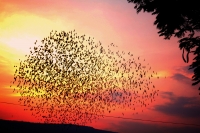 Miércoles 4 de enero del 2016. Chiapa de Corzo. El vuelo de las aves justo en el momento de la caída del sol
