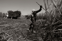 La Zafra. Las condiciones laborales de los campesinos que trabajan en la siembra y corte de la Caña de Azúcar en el ingenio San Francisco Pujiltc continúan siendo las mismas después de varias decenas de años. Migrantes, Indígenas y Niños son contratados e