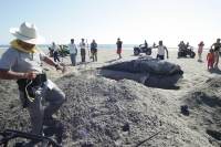 Una cría de ballena fue encontrada de manera inusual en las playas de Puerto Arista, en la costa chiapaneca en días pasados.  Los especialistas del Campamento Tortuguero entierran el cadáver del cetáceo para su posterior estudio y conservación debido a qu