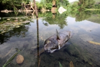 Martes 16 de mayo del 2017. Suchiapa, Chiapas. Habitantes de la comunidad Pacú del municipio de Suchiapa intentan limpiar los peces muertos que contaminan la región por las descargas de aguas residuales al rio que atraviesa esta comunidad de la depresión 