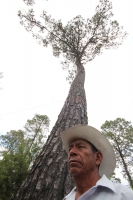 Ind�genas de las comunidades de Teopisca en la zona altos de Chiapas, trabajan en la segunda etapa del manejo sustentable de sus bosques aprovechando la madera y reforestando los terrenos ejidales de esta comunidad. Despu�s de 10 a�os de trabajos, los eji