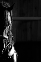Domingo 18 de diciembre del 2016. Berriozábal. Imágenes de la cuadra de caballos de exhibición del Espectáculo Ecuestre Chiapaneco.