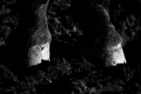 Domingo 18 de diciembre del 2016. Berriozábal. Imágenes de la cuadra de caballos de exhibición del Espectáculo Ecuestre Chiapaneco.