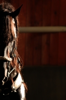 Domingo 18 de diciembre del 2016. Berriozábal. Imágenes de la cuadra de caballos de exhibición del Espectáculo Ecuestre Chiapaneco.