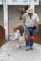 Miércoles 4 de julio del 2012. Tuxtla Gutiérrez, Chiapas. Los ponis de convivencia Infantil reciben la ayuda ciudadana de personas interesadas en la sobrevivencia de los animales que ahora se encuentran en el parque Joyo Mayu.