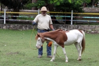 Miércoles 4 de julio del 2012. Tuxtla Gutiérrez, Chiapas. Los ponis de convivencia Infantil reciben la ayuda ciudadana de personas interesadas en la sobrevivencia de los animales que ahora se encuentran en el parque Joyo Mayu.
