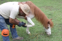 Miércoles 4 de julio del 2012. Tuxtla Gutiérrez, Chiapas. Los ponis de convivencia Infantil reciben la ayuda ciudadana de personas interesadas en la sobrevivencia de los animales que ahora se encuentran en el parque Joyo Mayu.