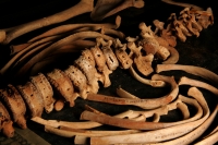 Viernes 18 de febrero. El Profesor Javier  Montes de Paz estudia y clasifica los vestigios antropológicos de varios niños momificados de unos 1,000 años de antigüedad encontrados en una cueva aproximadamente a 70 kilómetros de Tuxtla Gutiérrez, Chiapas. E