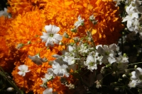 Martes 28 de octubre del 2014. Tuxtla Gutiérrez. Las flores de Cempasuchil y Nubes acompañan las Calaveritas de Azúcar en los mercados públicos de la capital del estado de Chiapas en los días previos a los festejos de los Santos Difuntos.