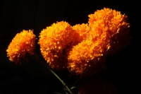 Martes 28 de octubre del 2014. Tuxtla Gutiérrez. Las flores de Cempasuchil y Nubes acompañan las Calaveritas de Azúcar en los mercados públicos de la capital del estado de Chiapas en los días previos a los festejos de los Santos Difuntos.