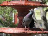 Domingo 6 de febrero. Algunas palomas aprovechan las fuestas de agua del parque de la marimba para refrescarse del calor durante esta mañana.