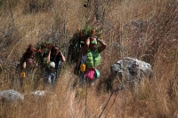 20231220. Chiapa de Corzo. Los Floreros regresan después de permanecer varios días en las comunidades de Los Altos de Chiapas para recolectar la flor de Niluyarilo.