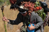 20231220. Chiapa de Corzo. Los Floreros regresan después de permanecer varios días en las comunidades de Los Altos de Chiapas para recolectar la flor de Niluyarilo.