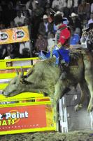 Los vaqueros del espectáculo de rodeo Cuernos Chuecos se juegan la vida montando toros de más de 600 kilos durante la función de este sábado en la plaza de toros de San roque en esta ciudad.