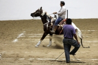 Lunes 17 de octubre del 2016. Tuxtla Gutiérrez. Antes de la inauguración del Foro Chiapas continúan las prácticas de los charros que participaran en el Torneo Nacional de Charrería mientras los trabajadores realizan las últimas soldaduras a la estructura 