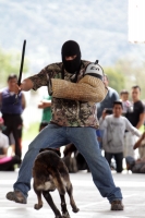Domingo 28 de septiembre del 2014. San Cristóbal de las Casas. El conjunto de organizaciones civiles, de animales y deportistas se juntaron este fin de semana en el SEDEM para realizar el Perrotón 2014. Domingo 28 de septiembre del 2014. San Cristóbal de las Casas. El conjunto de organizaciones civiles, de animales y deportistas se juntaron este fin de semana en el SEDEM para realizar el Perrotón 2014.