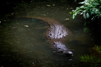 Los ejemplares de cocodrilo de río exhibidos en el Zoológico Miguel Álvarez del Toro son cuidados por los especialistas del Departamento de Reptiles y del cocodrilario del lugar