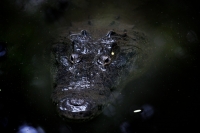 Los ejemplares de cocodrilo de río exhibidos en el Zoológico Miguel Álvarez del Toro son cuidados por los especialistas del Departamento de Reptiles y del cocodrilario del lugar