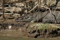 Domingo 12 de diciembre. Chiapa de Corzo. Cocodrilos y diferentes aves pueden observarse a simple vista durante los recorridos en las aguas del río Grijalva al recorrer el interior del Cañón del Sumidero.
