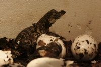 En este momento eclosionan más de 40 crías de cocodrilos en las instalaciones del ZOOMAT de la ciudad de Tuxtla Gutiérrez, Chiapas. Los especialistas atienden las nidadas de manera especial cuidando temperatura y humedad de ambiente para propiciar que el 
