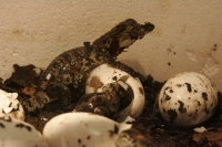 En este momento eclosionan más de 40 crías de cocodrilos en las instalaciones del ZOOMAT de la ciudad de Tuxtla Gutiérrez, Chiapas. Los especialistas atienden las nidadas de manera especial cuidando temperatura y humedad de ambiente para propiciar que el 