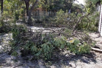 Martes 23 de febrero. Los árboles de la calzada del Parque de Convivencia Infantil sufren el paso de la modernización de las calzadas del lado oriente de la ciudad.