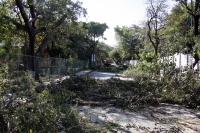 Martes 23 de febrero. Los árboles de la calzada del Parque de Convivencia Infantil sufren el paso de la modernización de las calzadas del lado oriente de la ciudad.
