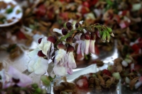 Viernes 26 de febrero del 2016. Tuxtla Gutiérrez. La Flor de Cuchunuc. La hermosa y pequeña flor conocida por los indígenas zoques como cuchunuc es utilizada para la elaboración de una gran variedad de alimentos típicos y gourmet en la depresión central d
