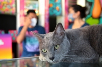 20210317. Tuxtla G. El gato de la Casa Azul del artista chiapaneco Hugo Huitzi, nos observa mientras realizamos esta entrevista