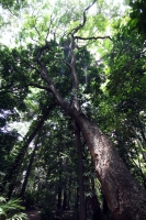 Martes 5 de junio del 2012. Tuxtla Gutiérrez, Chiapas. El Jardín Botánico Faustino Miranda es uno de los últimos pulmones de Tuxtla Gutiérrez, ciudad que ha sido afectada por la mancha urbana y los cambios climáticos.