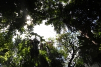 Martes 5 de junio del 2012. Tuxtla Gutiérrez, Chiapas. El JardÃn Botánico Faustino Miranda es uno de los últimos pulmones de Tuxtla Gutiérrez, ciudad que ha sido afectada por la mancha urbana y los cambios climáticos. Martes 5 de junio del 2012. Tuxtla Gutiérrez, Chiapas. El JardÃn Botánico Faustino Miranda es uno de los últimos pulmones de Tuxtla Gutiérrez, ciudad que ha sido afectada por la mancha urbana y los cambios climáticos.