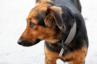 Lunes 4 de noviembre del 2013. Tuxtla Gutiérrez. En una calle del oriente de la ciudad un perro luce un cinturón de un asiento en el cuello.