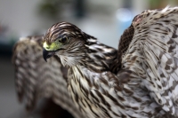 Martes 9 de diciembre del 2014. Tuxtla Gutiérrez. El departamento de Taxidermia del Zoológico Miguel Álvarez del Toro realiza la elaboración de un programa de ahorro de energía integral dentro del área de la Reserva Ecológica El Zapotal donde se encuentra