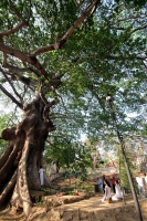 Jueves 20 de marzo del 2014. Chiapa de Corzo. La ceremonia de La Pochota o Ceiba es realizada esta tarde por pobladores de la ciudad ribereña durante el momento que el sol alcanza el punto del equinoccio marcando la entrada de la nueva temporada climática